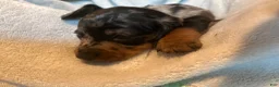 Miniature Dachshund dogs for sale: Maggie  - Ad 9