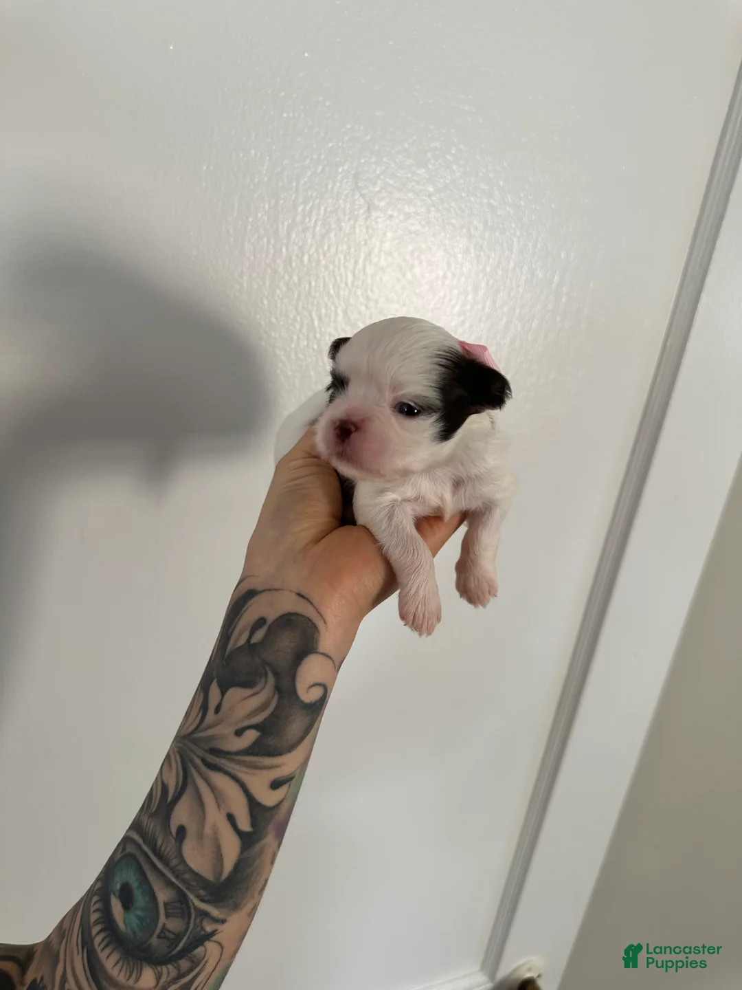 Shih Tzu dogs for sale: Shih Tzu Puppy 1 - Ad 2