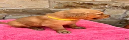 Golden Retriever dogs for sale: Golden Retriever 4 - Ad 2