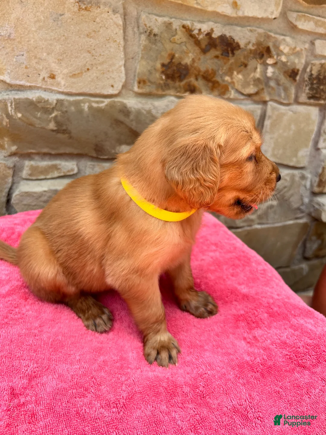 Golden Retriever dogs for sale: Golden Retriever 4 - Ad 2