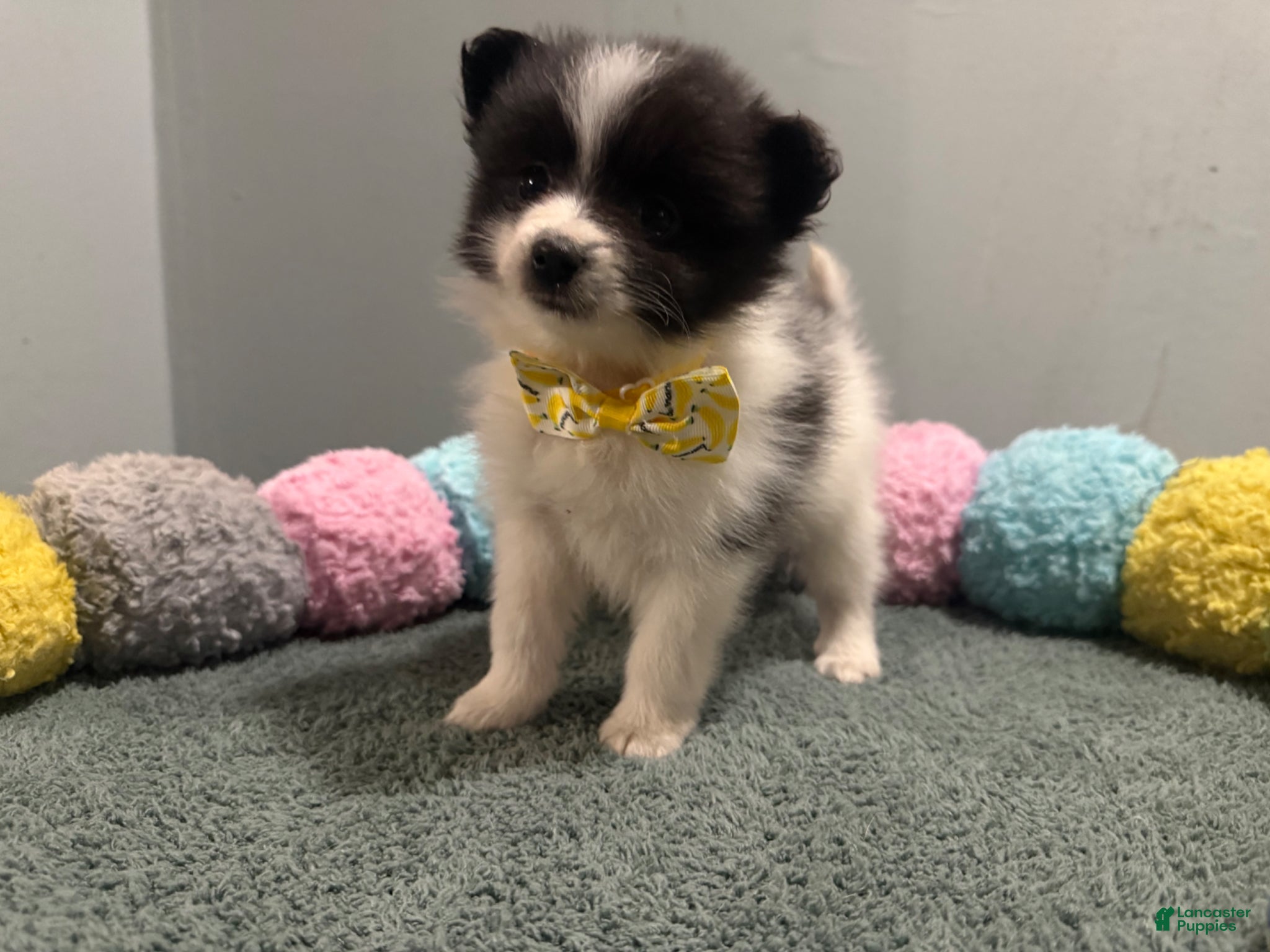 Pomeranian dogs Alex - Ad 2