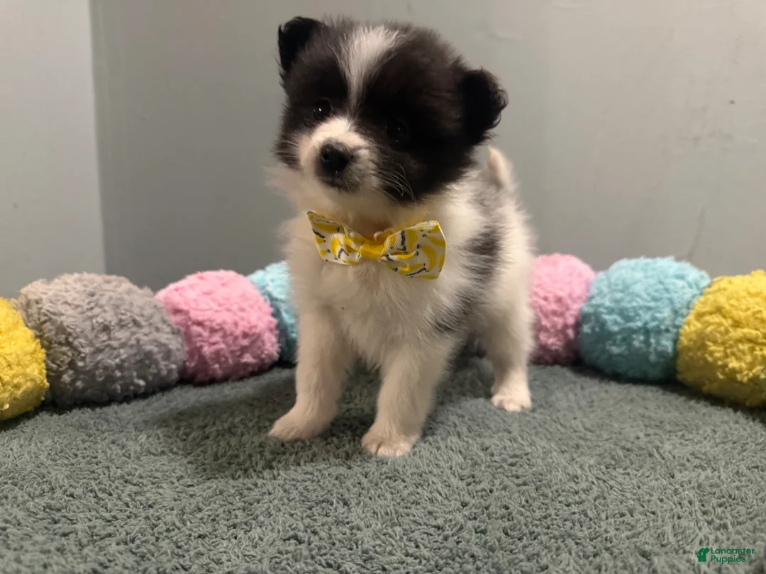 Pomeranian dogs for sale: Alex - Ad 2