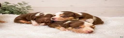 American Bully dogs for sale: American Bully Puppy 5 - Ad 7
