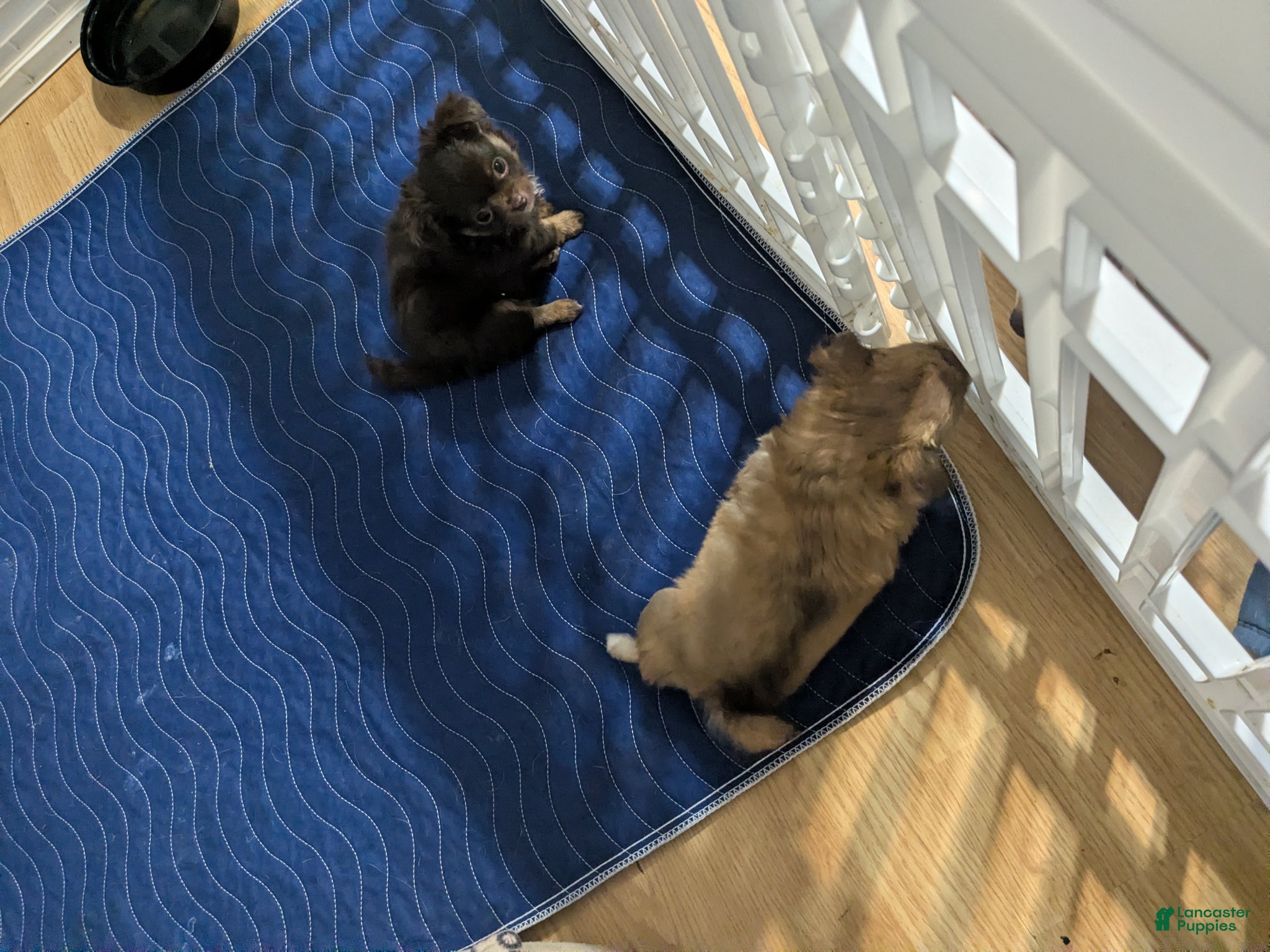 Chihuahua dogs for sale: Chihuahua Puppy 1 (coco- bear) - Ad 10