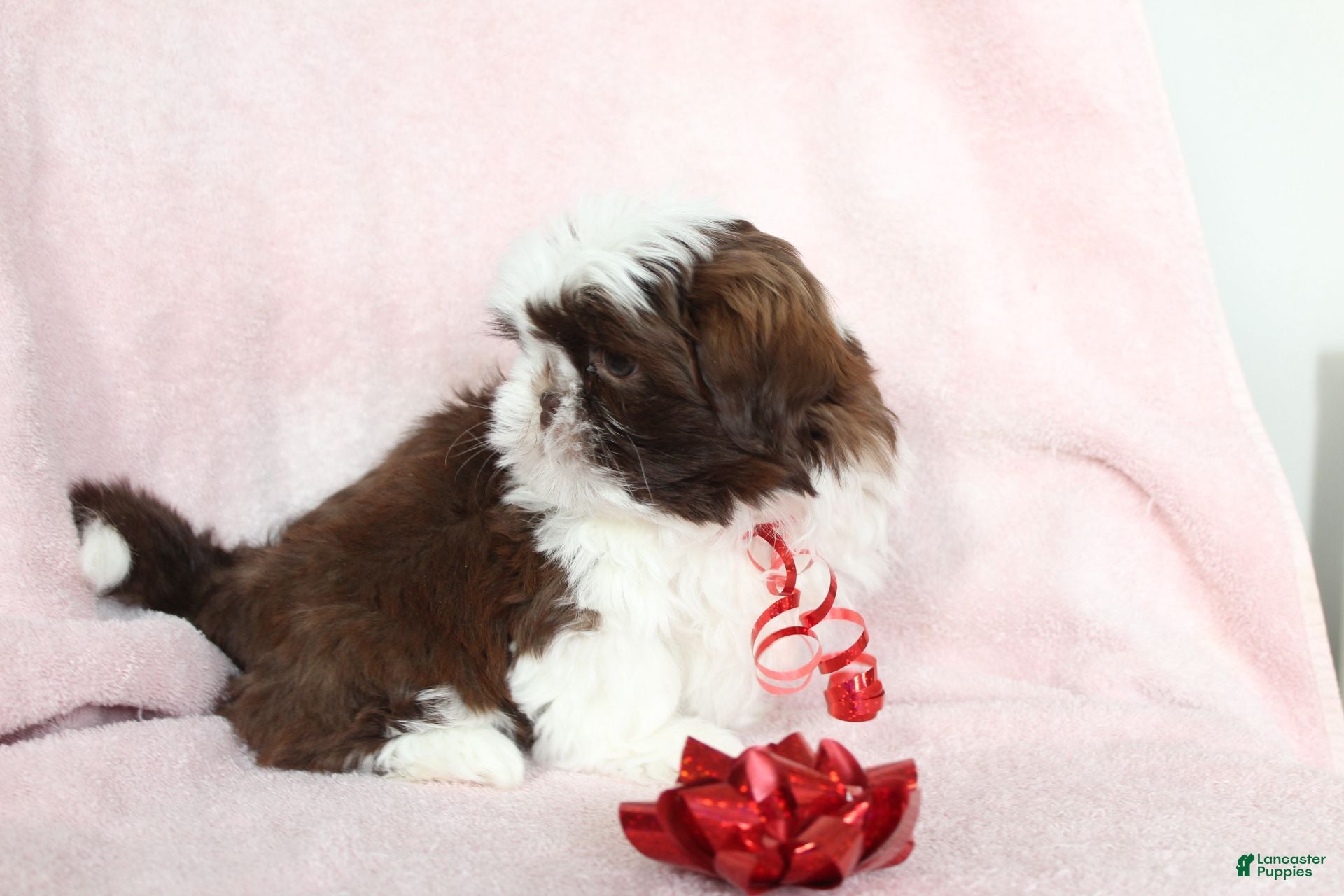 Shih Tzu dogs Aspen - Ad 2