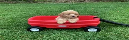 Mini Goldendoodle dogs for sale: River - Ad 2