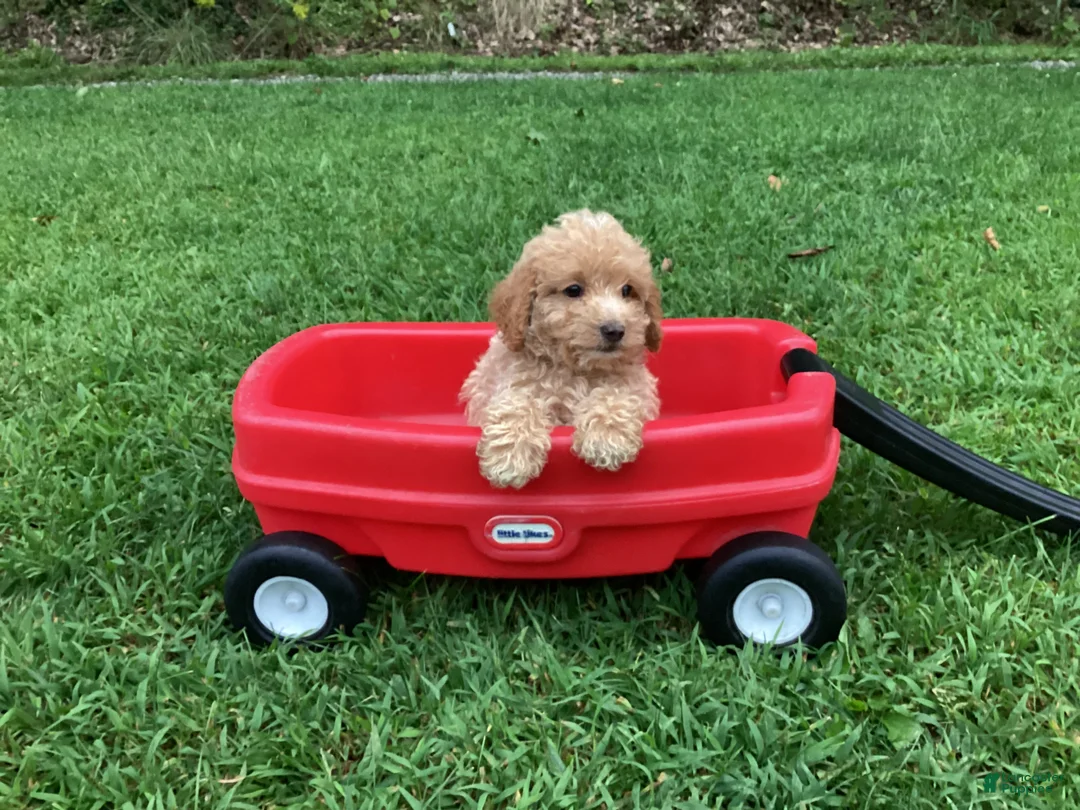 Mini Goldendoodle dogs for sale: River - Ad 2