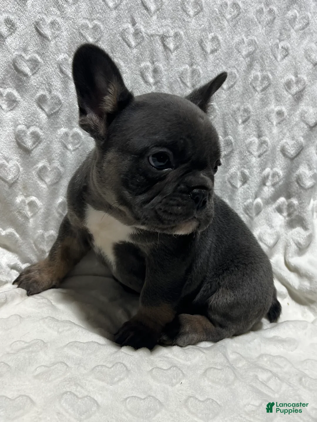 French Bulldog dogs for sale: French Bulldog Puppy 3 - Ad 2