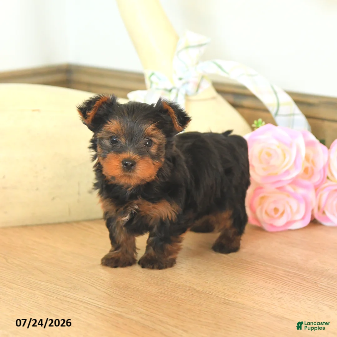 Yorkshire Terrier dogs for sale: Max - Ad 3