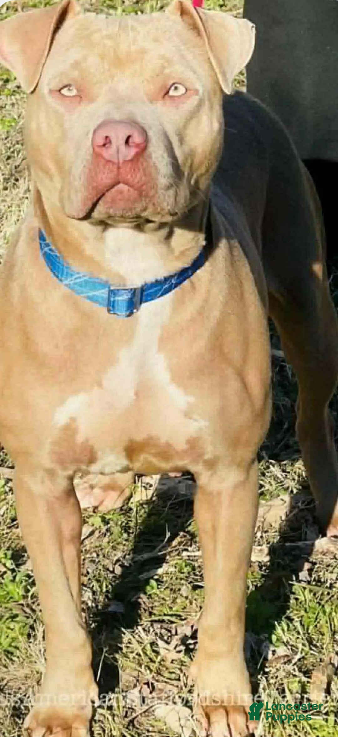 American Bully dogs for sale: American staffordshire terrier male - Ad 3