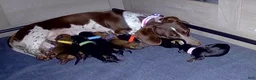 Dachshund dogs for sale: Dachshund 4 - Ad 1