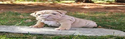 English Bulldog dogs for sale: Fringes - Ad 4