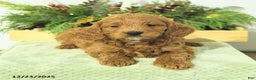 Cavapoo dogs for sale: Liam - Ad 2