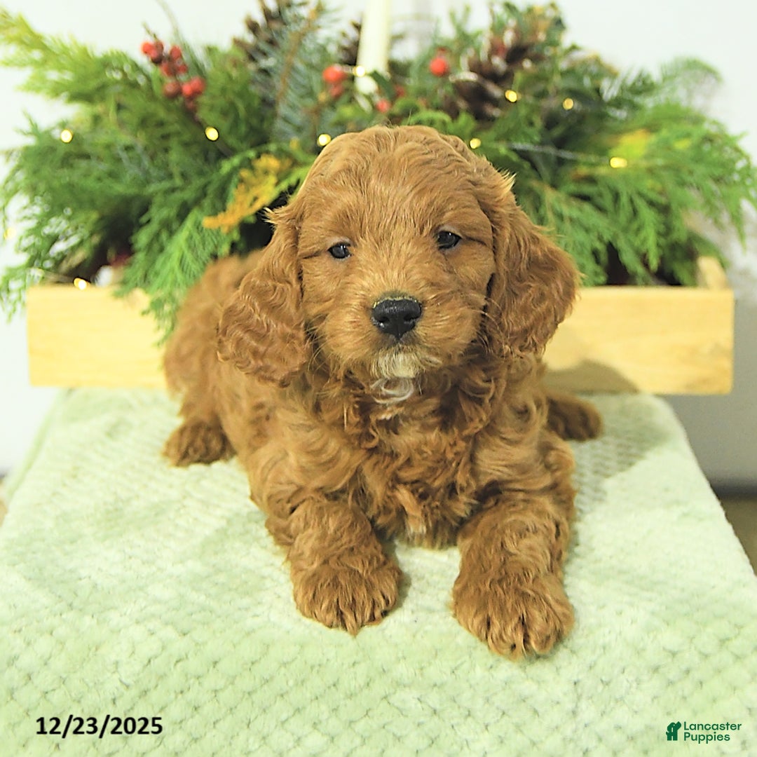 Cavapoo dogs for sale: Liam - Ad 2