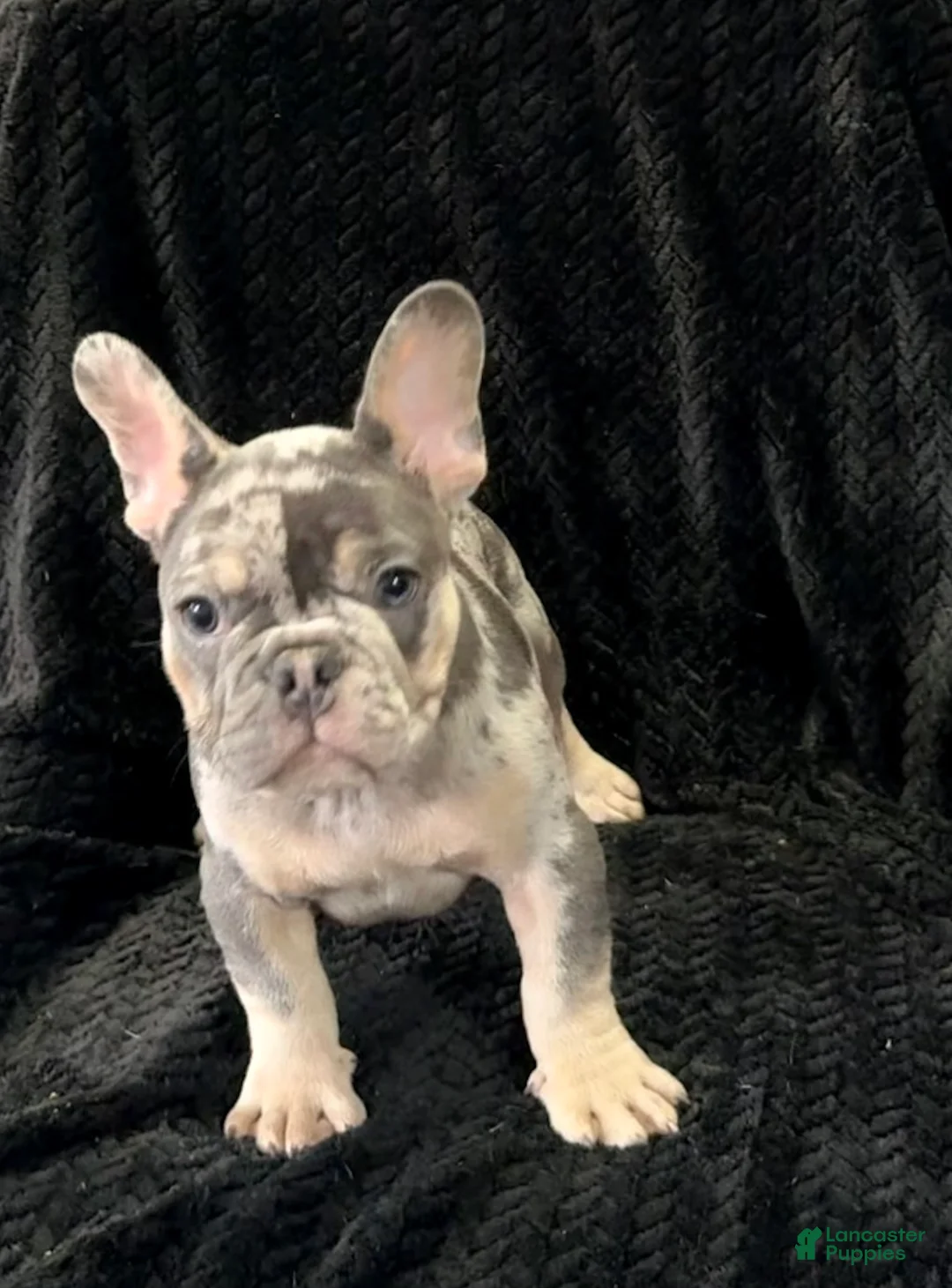 French Bulldog dogs for sale: Repeat - Ad 1