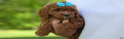 Cavapoo dogs for sale: OSCAR - Ad 6