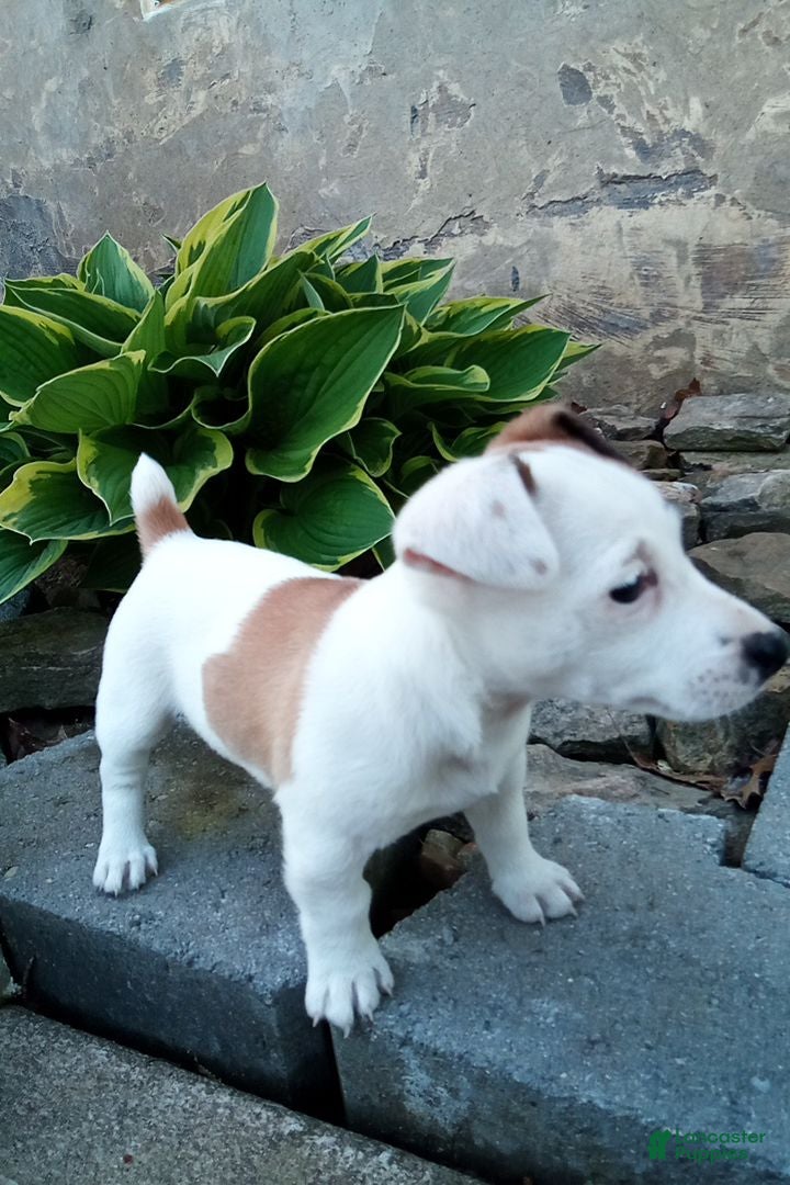 Jack Russell Terrier dogs Whitey - Ad 1