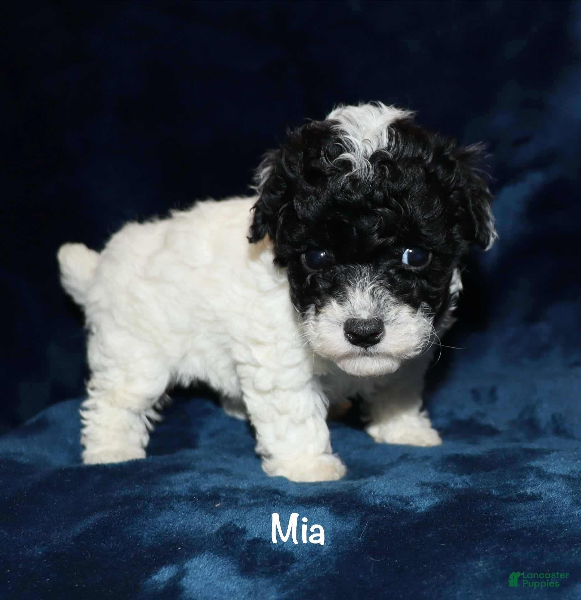 Toy Poodle dogs Mia - Ad 42