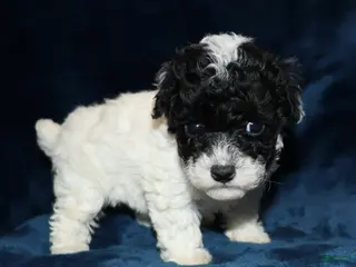 Toy Poodle dogs Mia - Ad 42