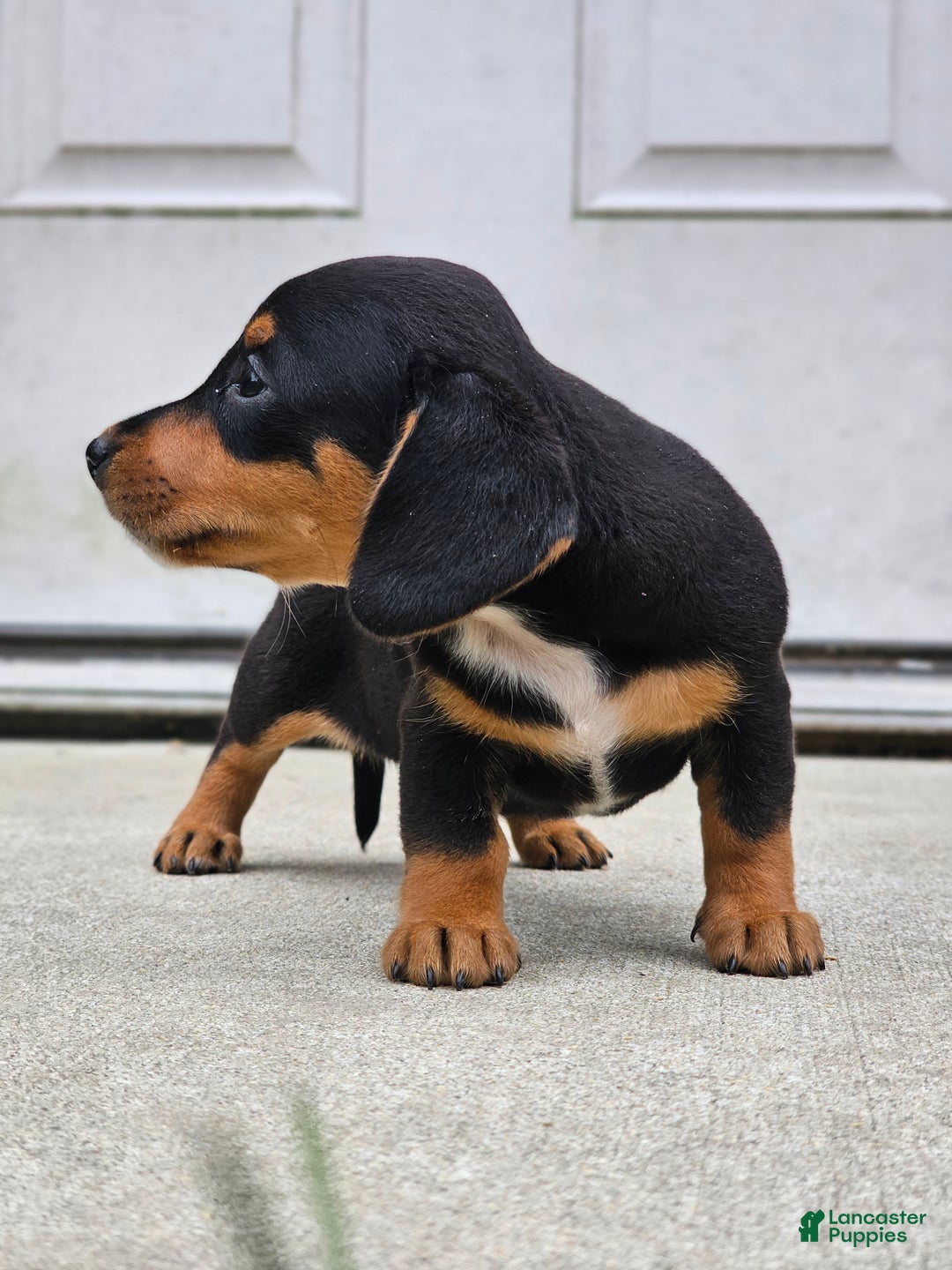 Miniature Dachshund dogs for sale: Rosie - Ad 3