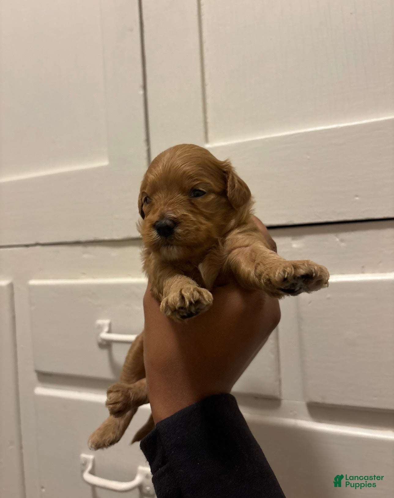 Mini Goldendoodle dogs for sale: Mini Goldendoodle 2 - Ad 2