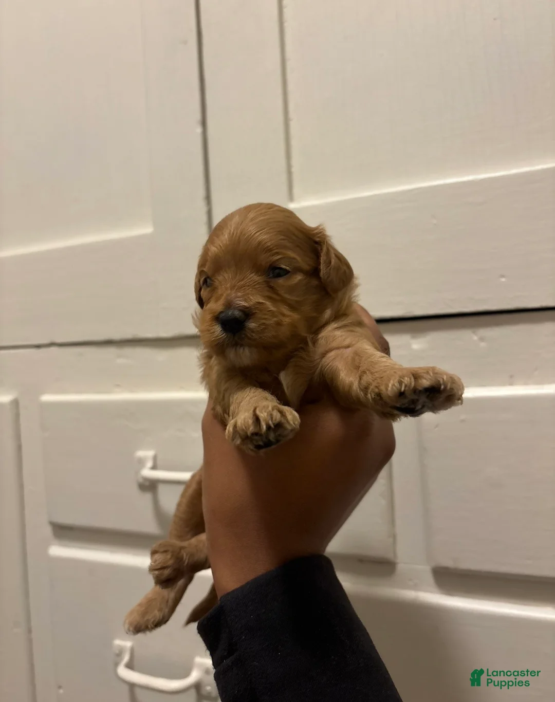 Mini Goldendoodle dogs for sale: Mini Goldendoodle 2 - Ad 1