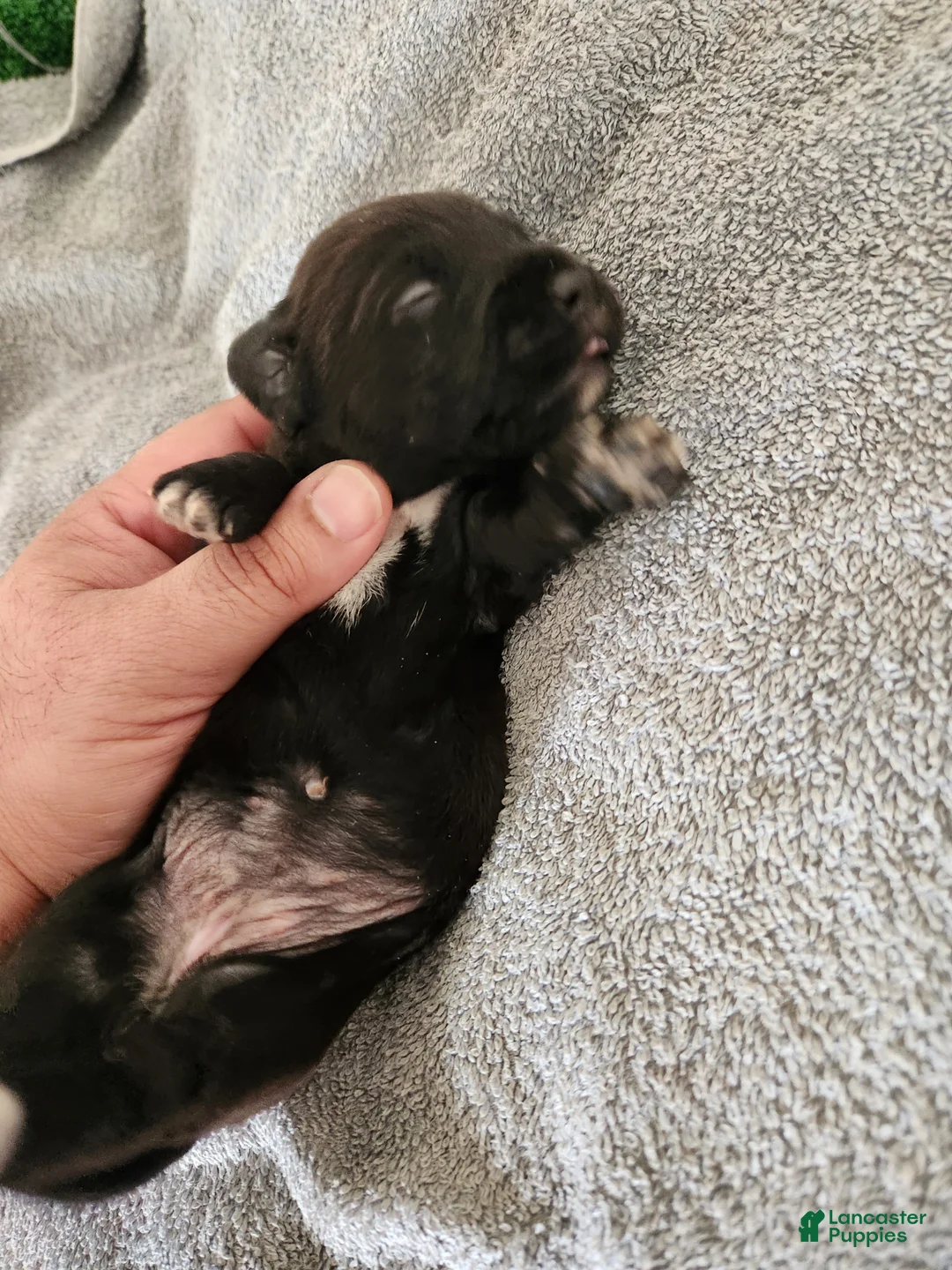 Mixed Breed dogs for sale: White Slippers - Ad 1