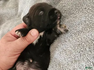 Mixed Breed dogs White Slippers - Ad 9