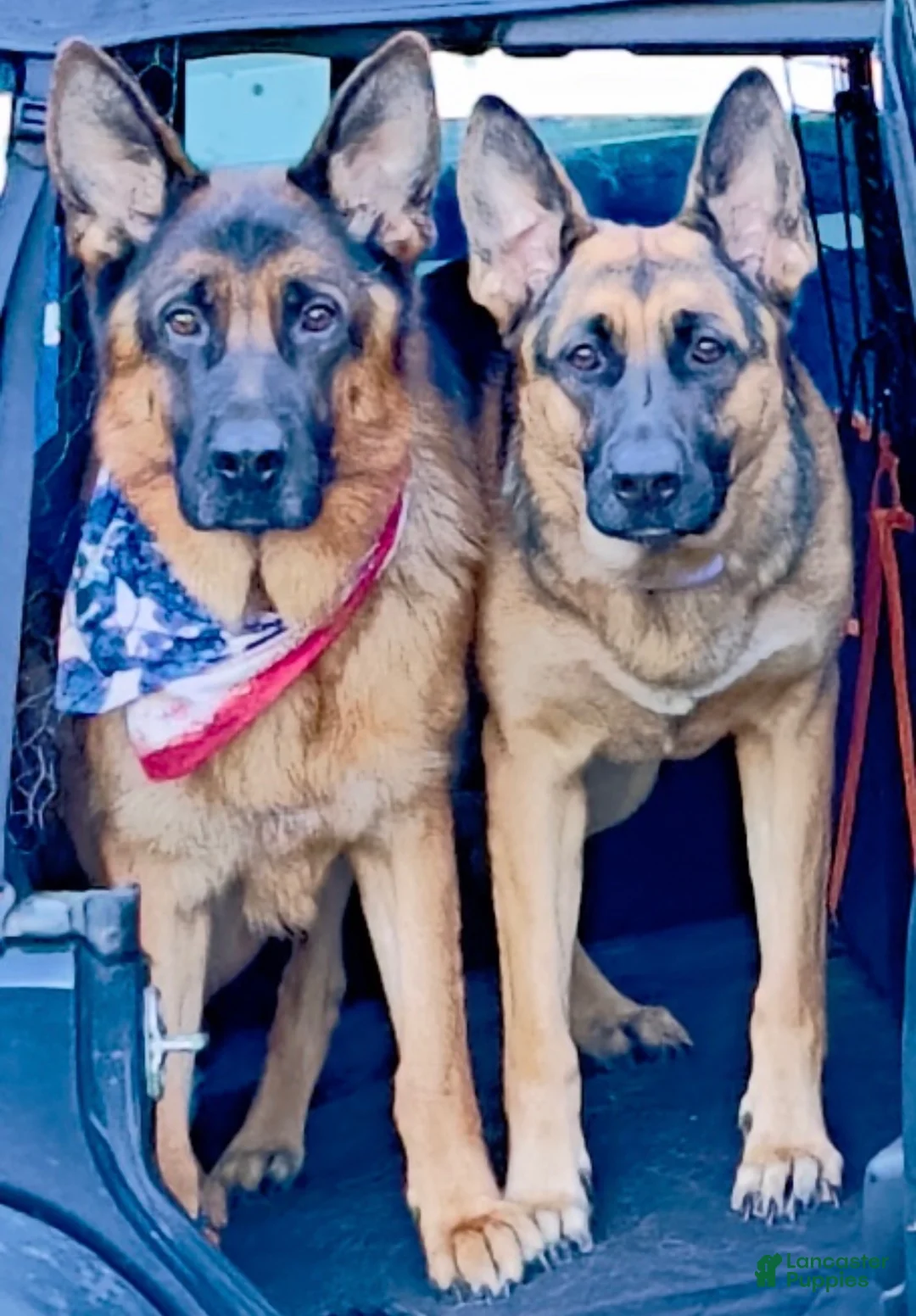 German Shepherd dogs for sale: White collar female  - Ad 2
