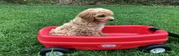 Mini Goldendoodle dogs for sale: Ranger - Ad 6