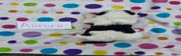 Sheepadoodle dogs for sale: Sheepadoodle 3 - Ad 4