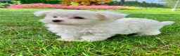 Maltese dogs for sale: Murphy - Ad 4