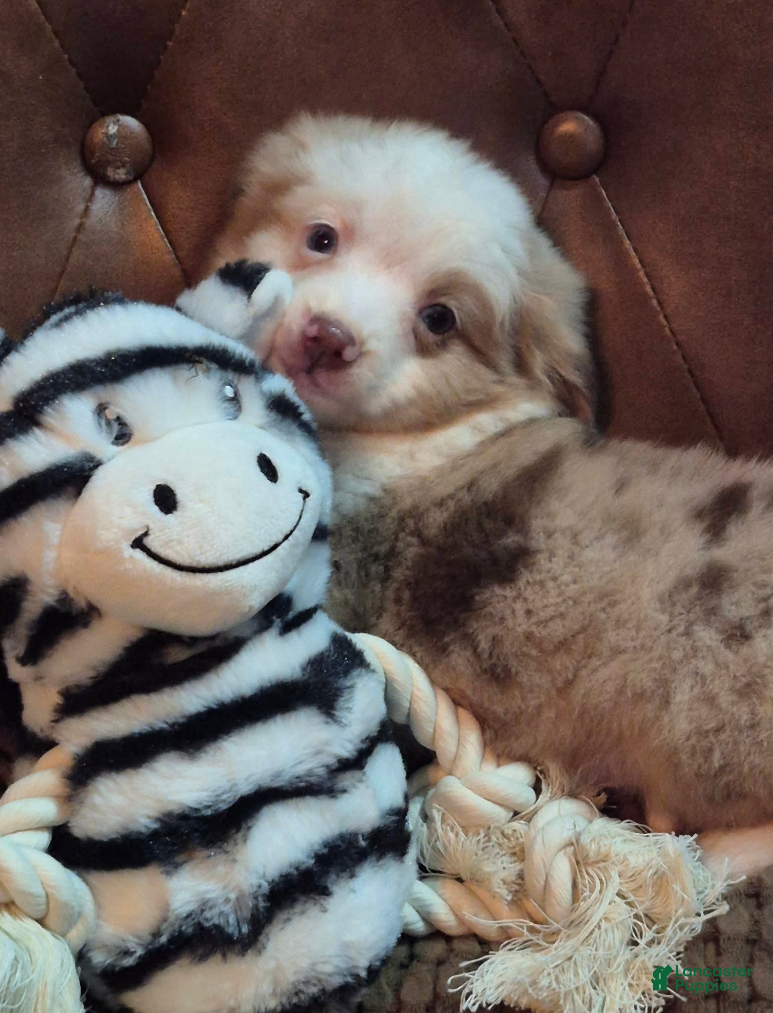 Toy Australian Shepherd dogs Toy Australian Shepherd 2 - Ad 1