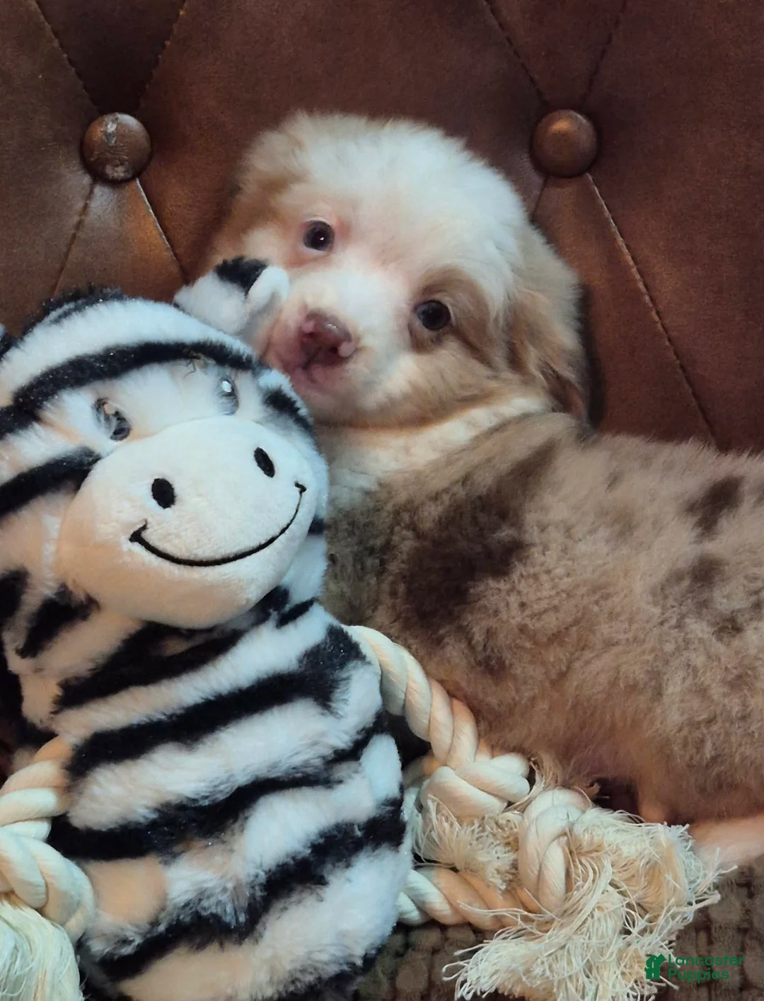Toy Australian Shepherd dogs for sale: Toy Australian Shepherd 2 - Ad 1
