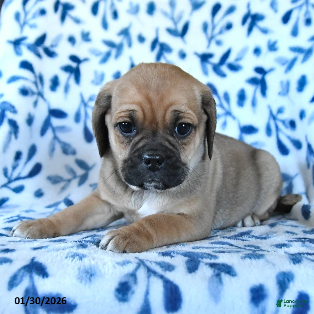 Puggle dogs for sale: Skippy - Ad 3