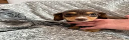 Miniature Dachshund dogs for sale: Rowan - Ad 4