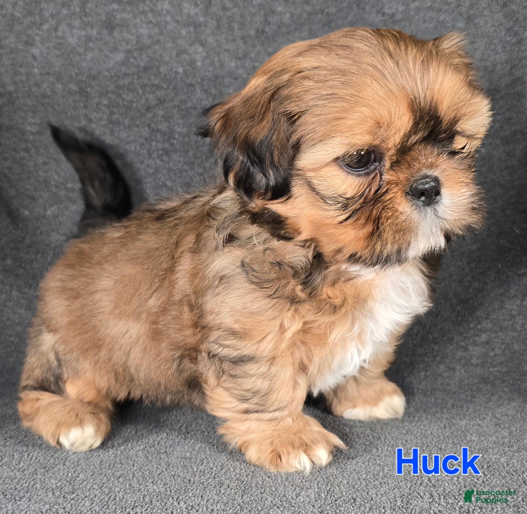 Shih Tzu dogs for sale: Huck - Ad 3