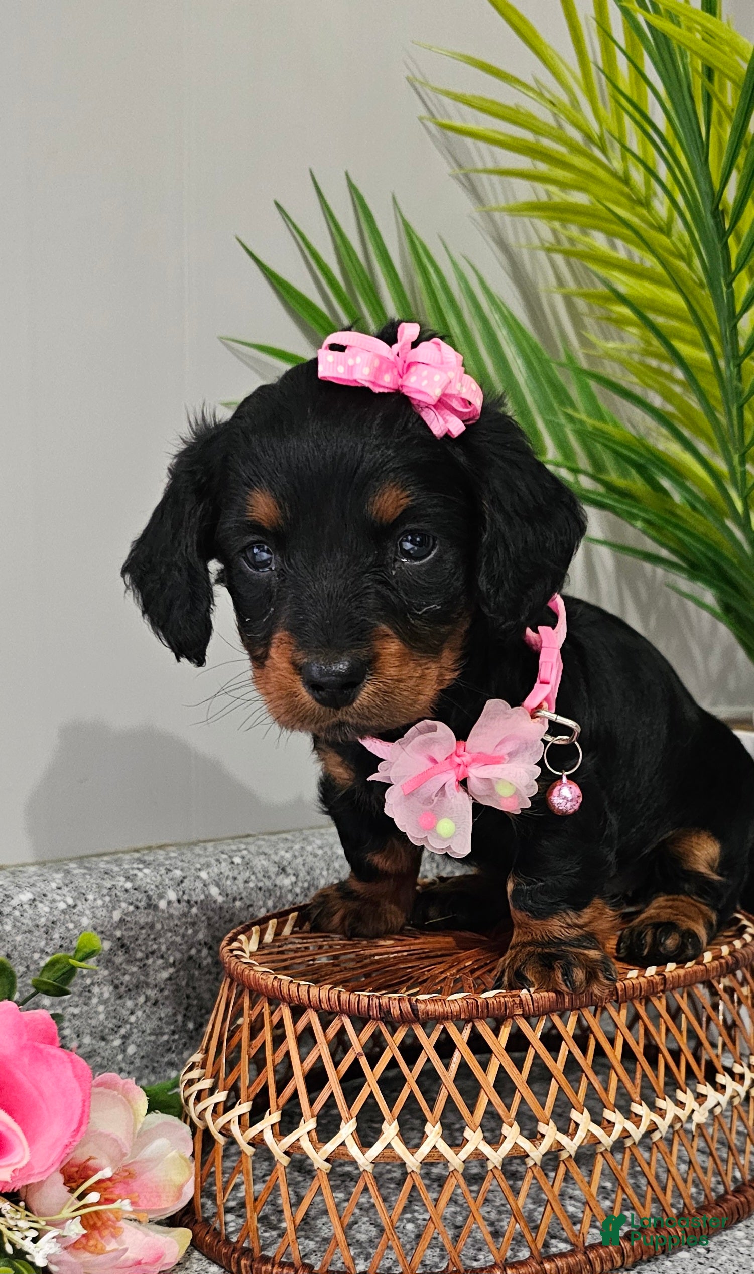 Miniature Dachshund dogs Lil Lady - Ad 1