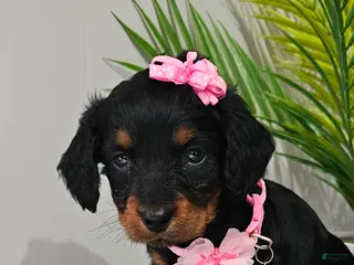 Miniature Dachshund dogs for sale: Lil Lady - Ad 2