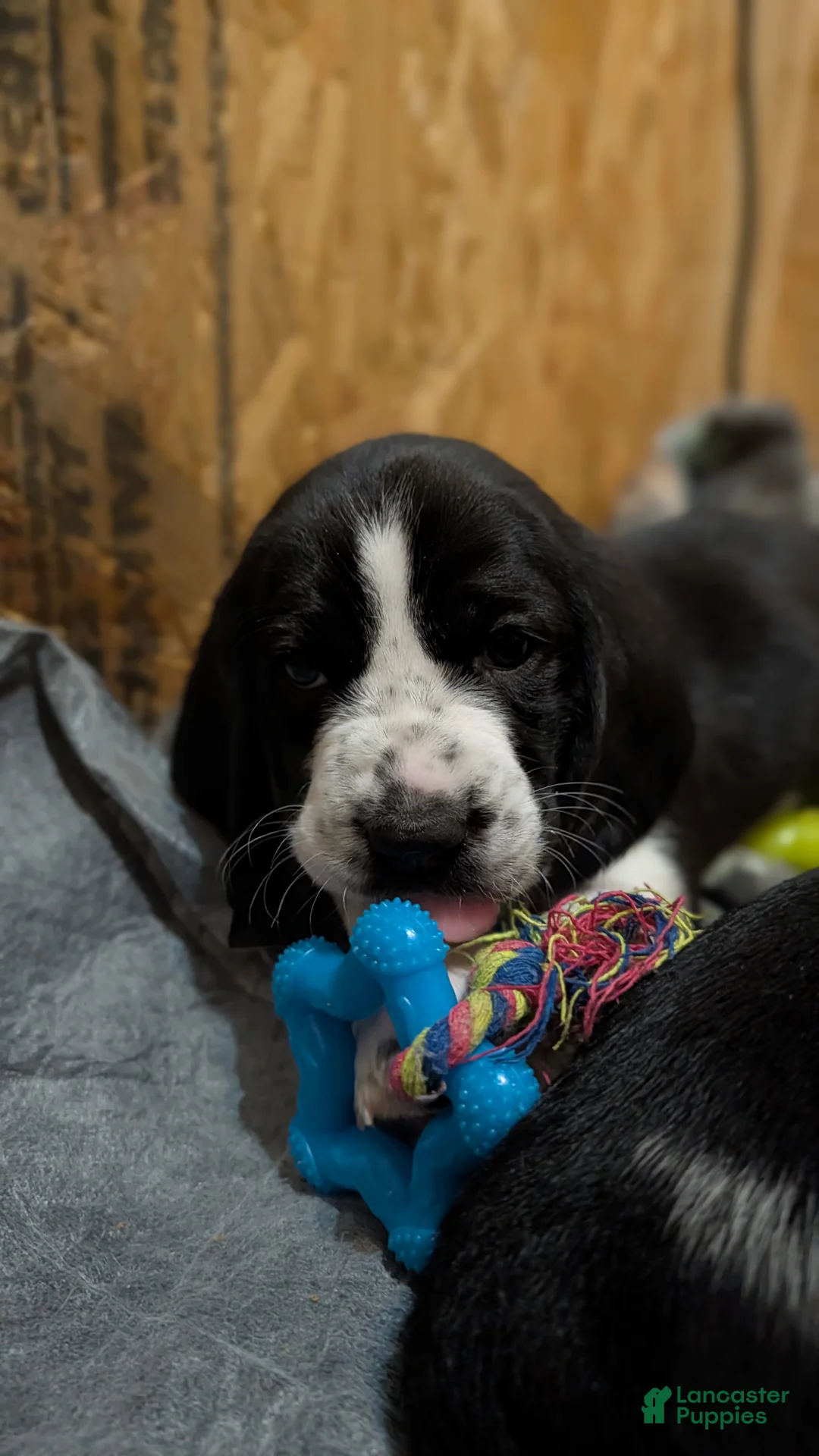 Basset Hound dogs for sale: Dark green collar boy  - Ad 1