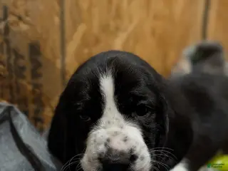 Basset Hound dogs for sale: Dark green collar boy - Ad 2