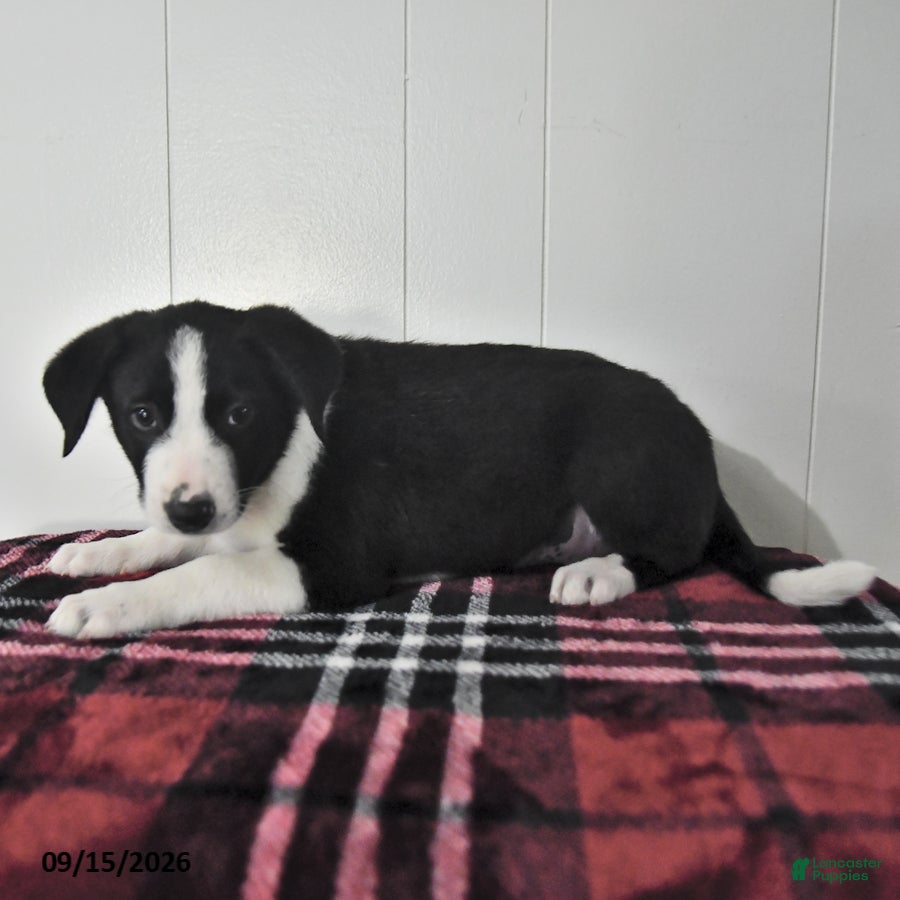 Mixed Breed dogs Blitz  - Ad 2