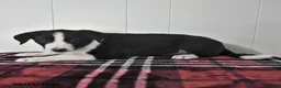 Mixed Breed dogs for sale: Blitz  - Ad 2