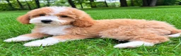 Mini Goldendoodle dogs for sale: Teddy Mini Goldendoodle F1B - Ad 4