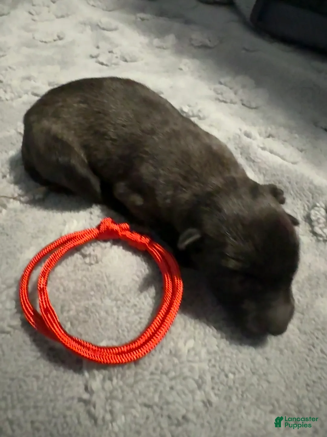 Belgian Malinois dogs for sale: Red Collar - Ad 1