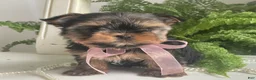 Yorkshire Terrier dogs for sale: Cali - Ad 10