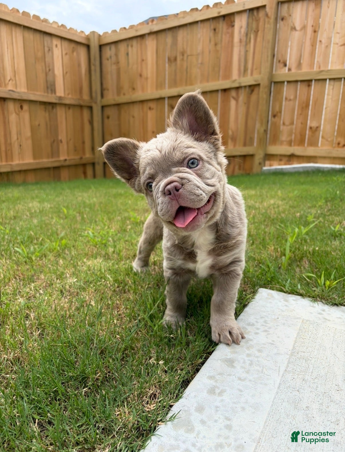 French Bulldog dogs French Bulldog 1 - Ad 22