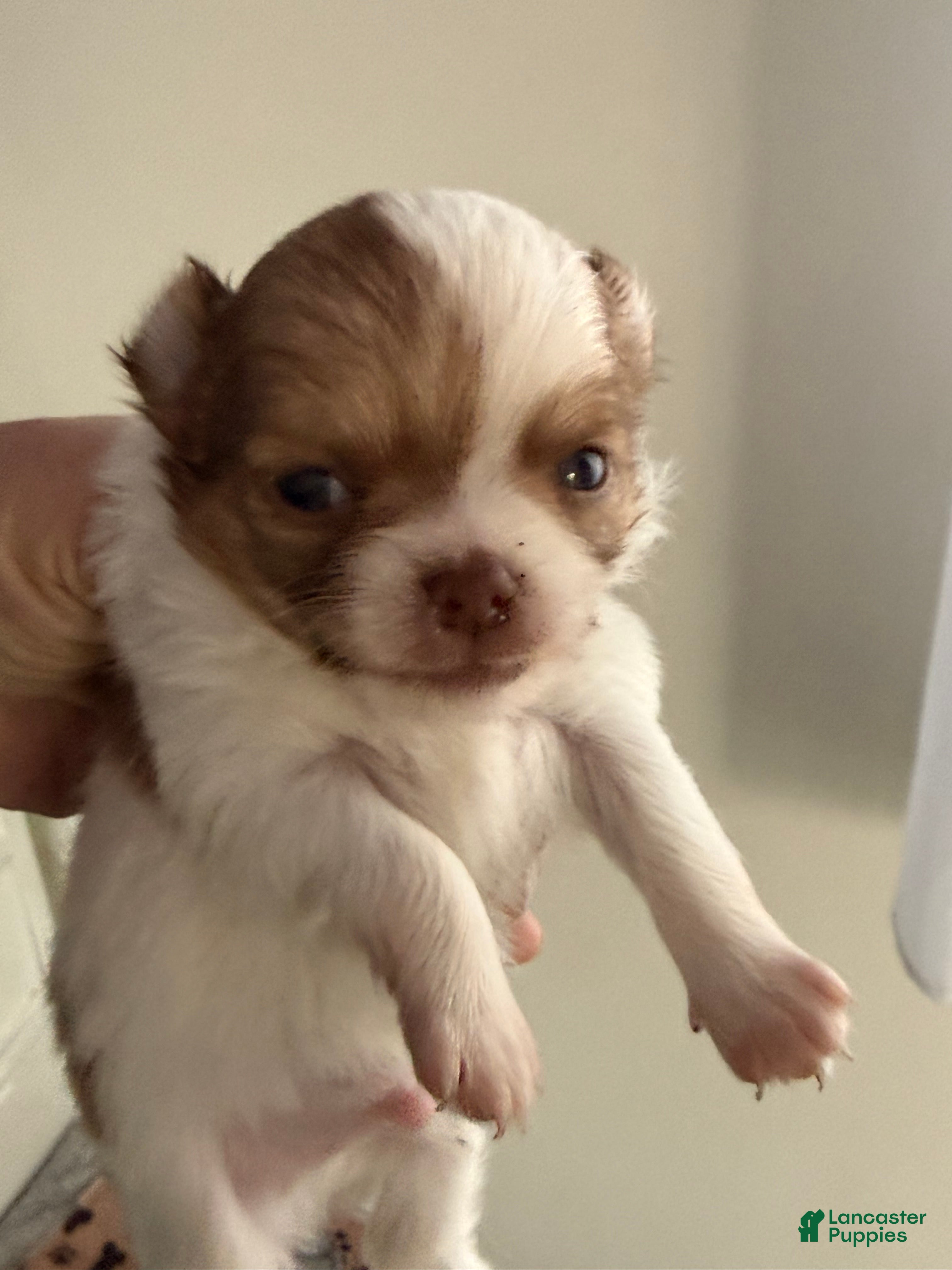 Chihuahua dogs Chihuahua Puppy 3 - Ad 1