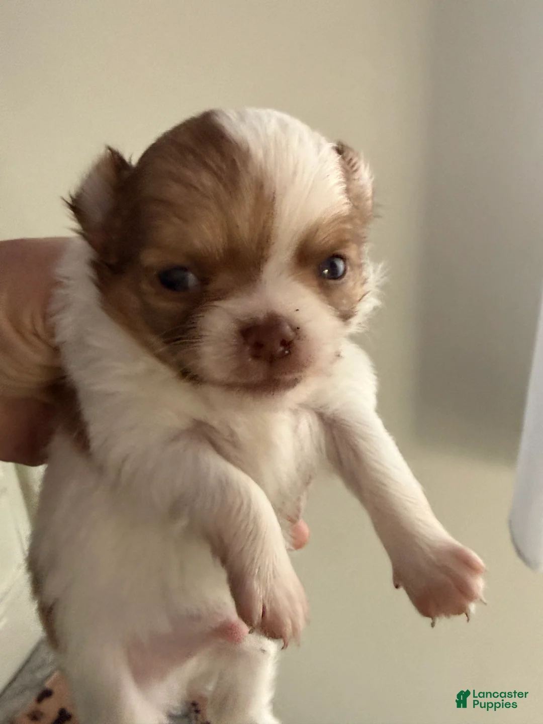 Chihuahua dogs for sale: Astrid - Ad 7