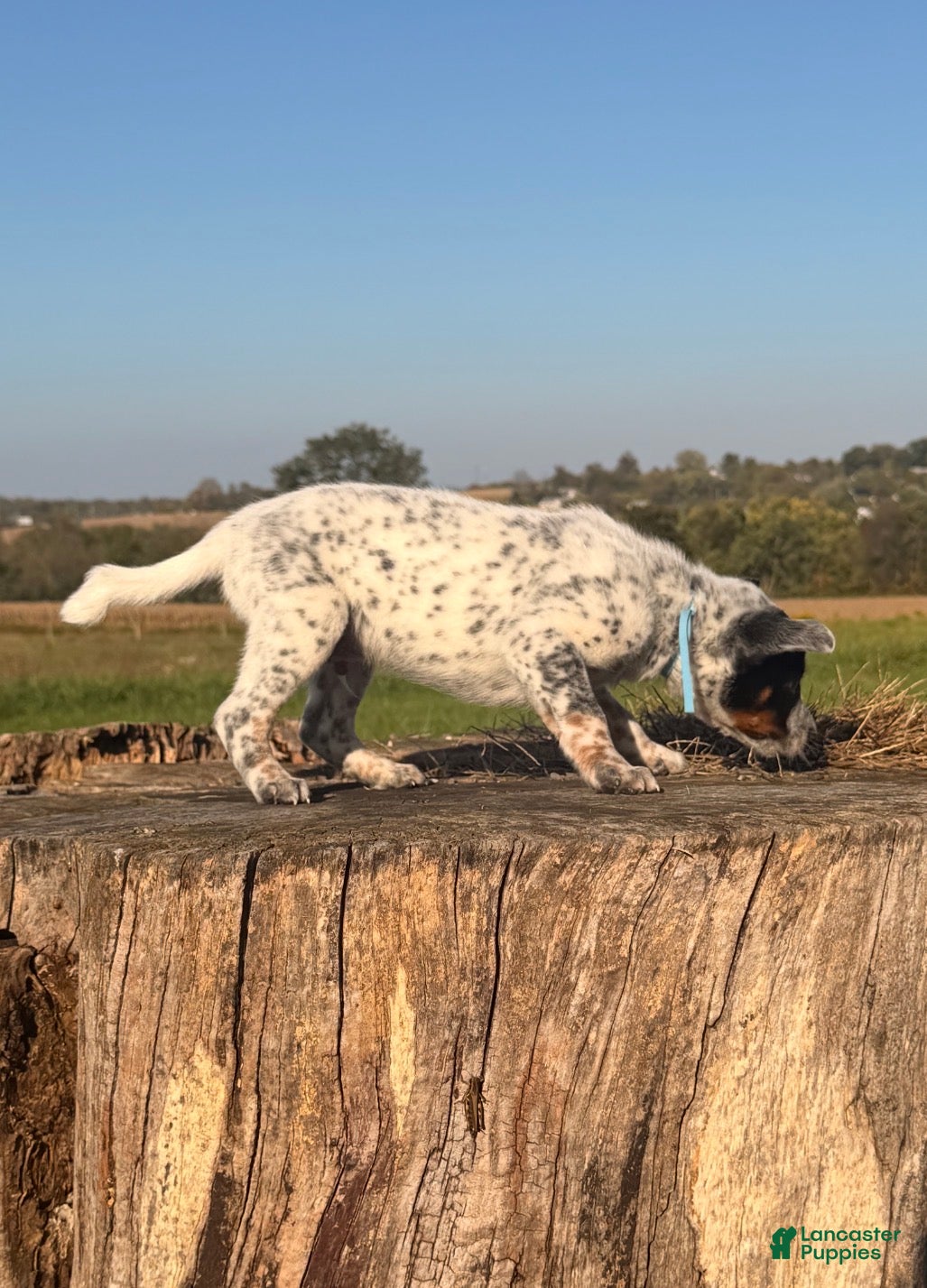 Australian Cattle Dog dogs for sale: Rooster - Ad 2
